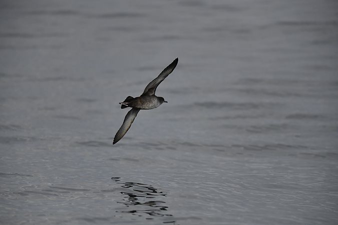 Puffin indéterminé  - Michel Bonamy