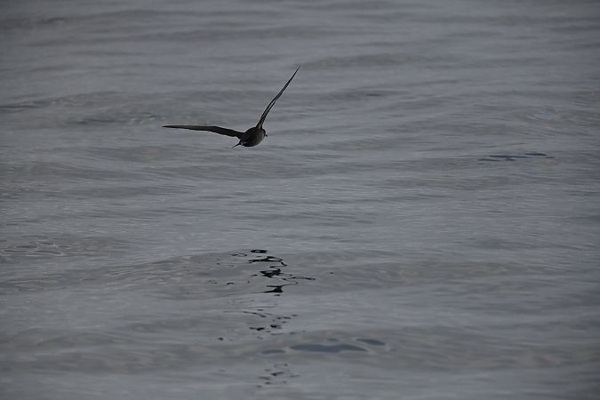 Puffin indéterminé  - Michel Bonamy