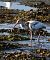 Ibis blanc (Eudocimus albus) © Jean-Yves Nicolas