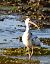 Ibis blanc  - Jean-Yves Nicolas