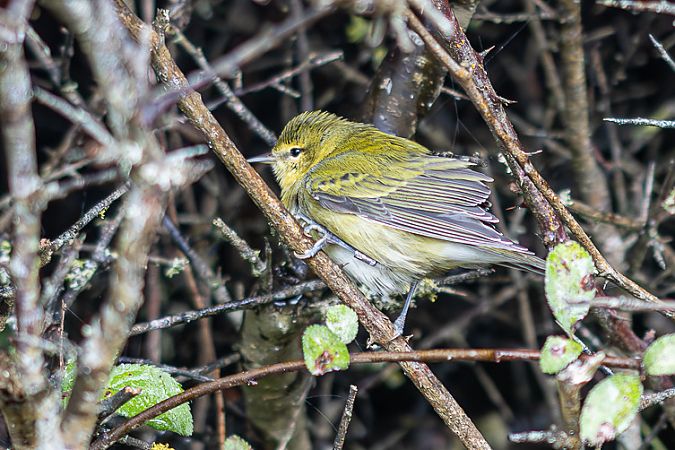 Paruline obscure  - Pierre Rigalleau