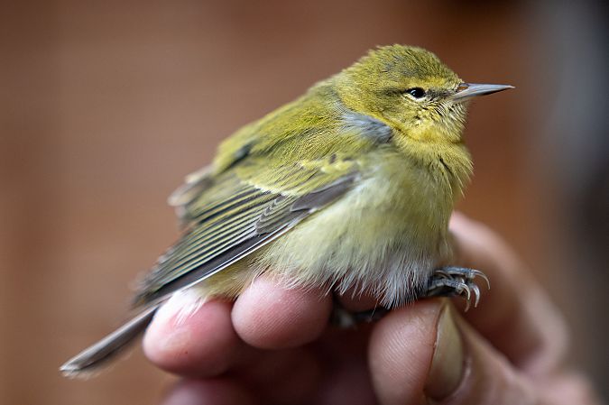 Paruline obscure  - Pierre Rigalleau