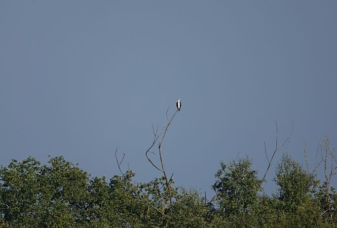 Balbuzard pêcheur  - Philippe Lesné