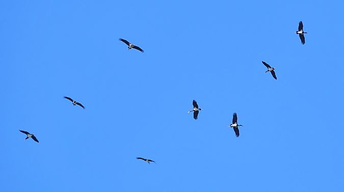Cigogne noire  - Stanislas Wroza
