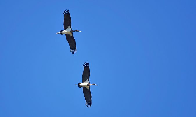Cigogne noire  - Stanislas Wroza
