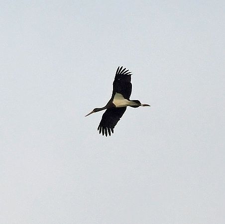 Cigogne noire  - Alain Locht