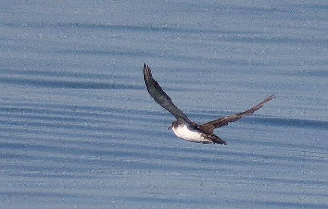 Puffin yelkouan  - Yves Blat