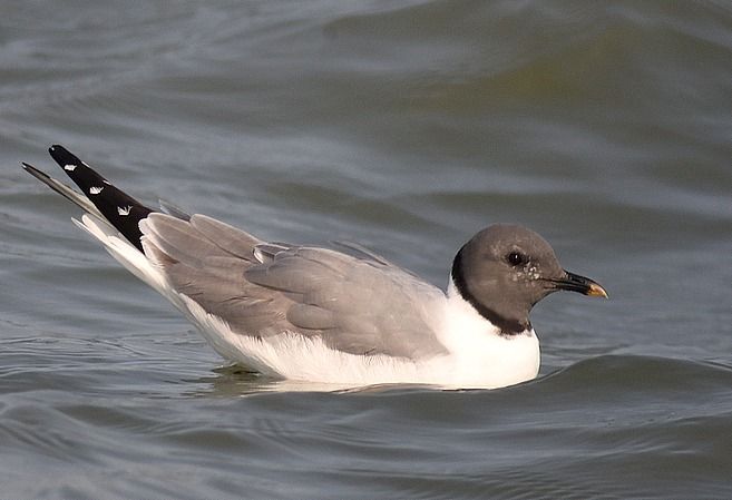 Mouette de Sabine  - Yves Blat
