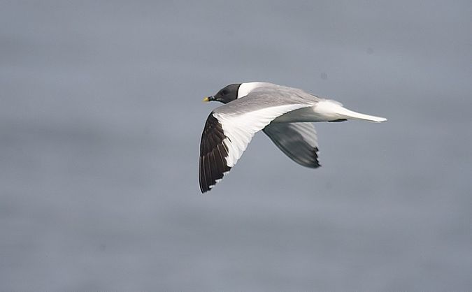 Mouette de Sabine  - Yves Blat