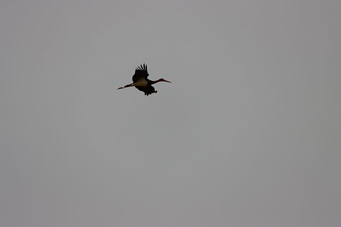 Cigogne noire  - Martin Lv