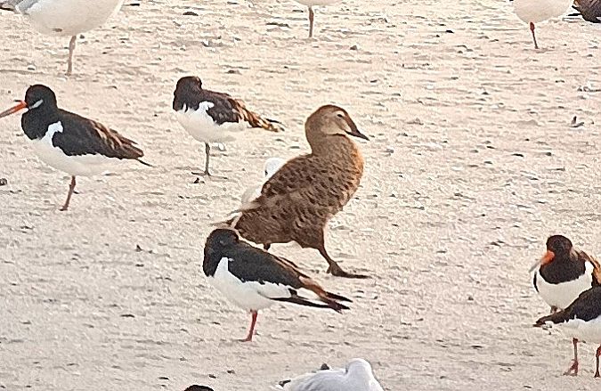 Eider à tête grise  - Hervé Cureau