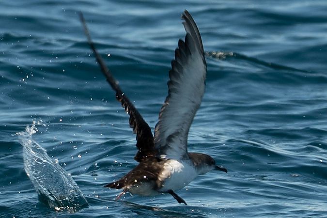 Puffin yelkouan  - Sven Normant