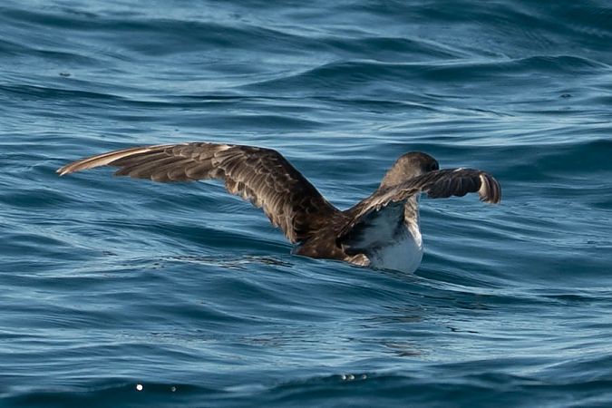 Puffin yelkouan  - Sven Normant