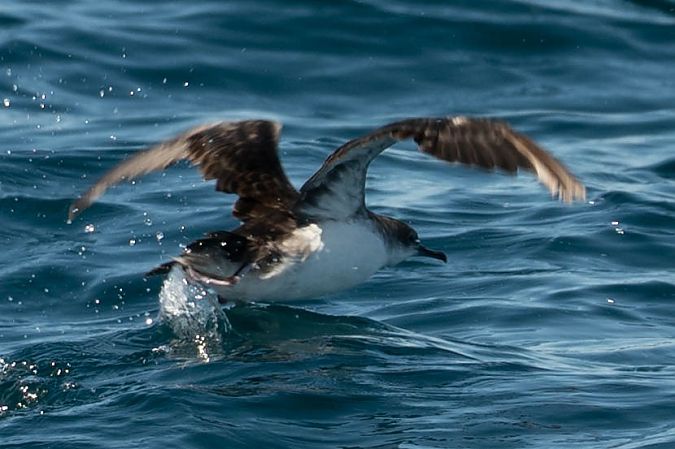 Puffin yelkouan  - Sven Normant