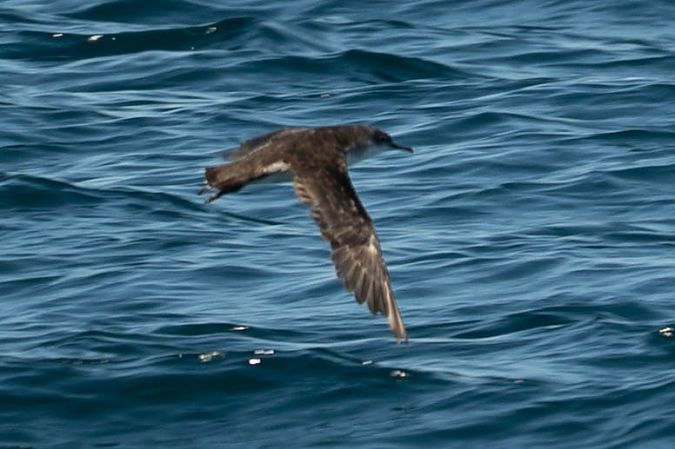 Puffin yelkouan  - Sven Normant