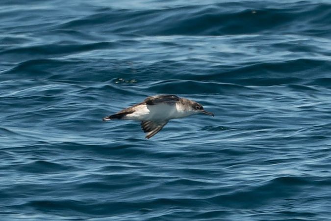 Puffin yelkouan  - Sven Normant