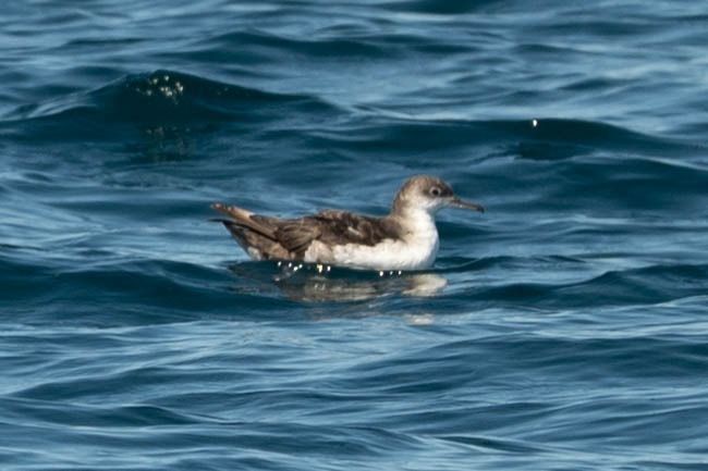 Puffin yelkouan  - Sven Normant