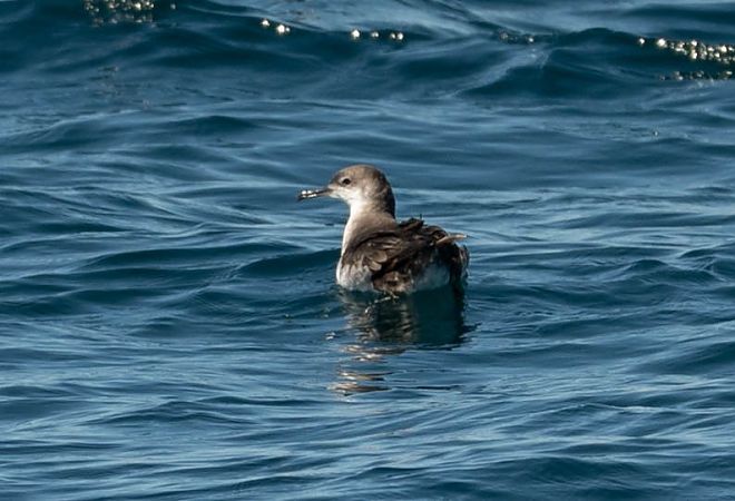 Puffin yelkouan  - Sven Normant