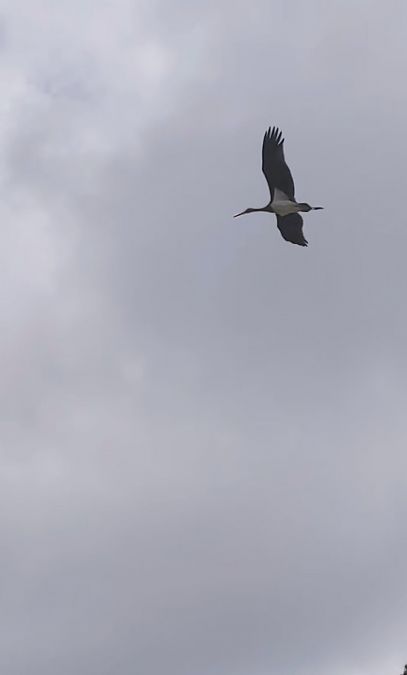 Cigogne noire 