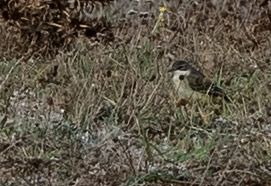 Bergeronnette nordique (ssp. thunbergi)  - Matthieu Canévet