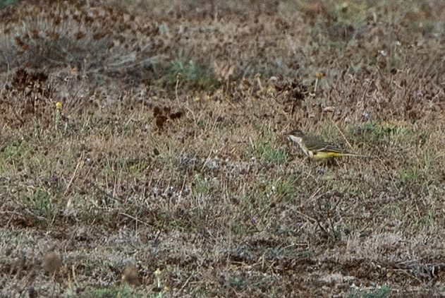 Bergeronnette nordique (ssp. thunbergi)  - Matthieu Canévet