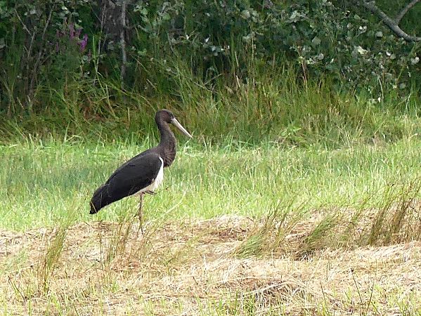 Cigogne noire  - Philippe Mellier