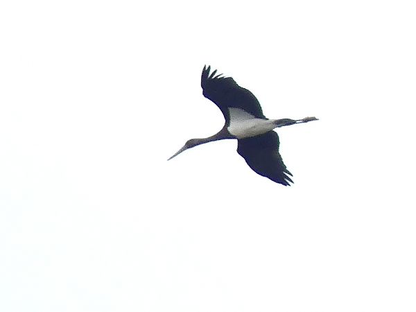 Cigogne noire  - Philippe Mellier