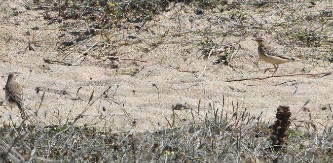 Pipit rousseline  - Thierry Le Roux