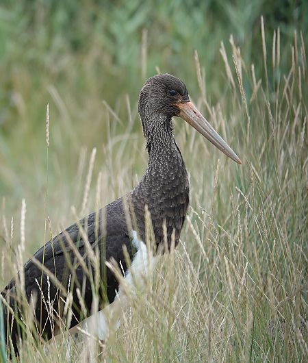 Cigogne noire  - Christophe Winckler