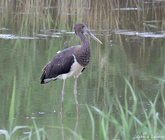 Cigogne noire  - Fabrice Launay