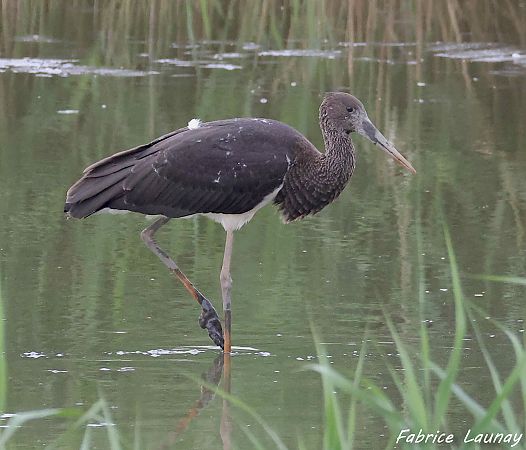 Cigogne noire  - Fabrice Launay