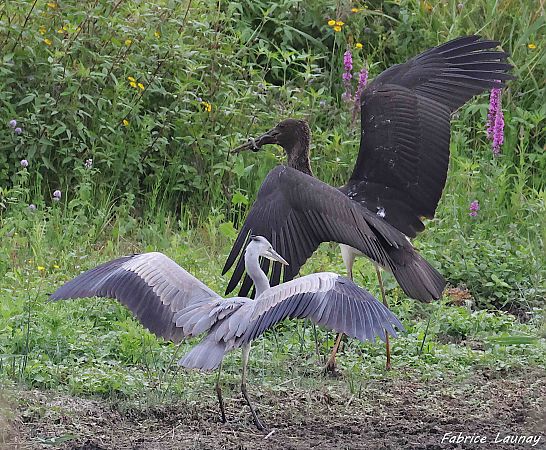 Cigogne noire  - Fabrice Launay