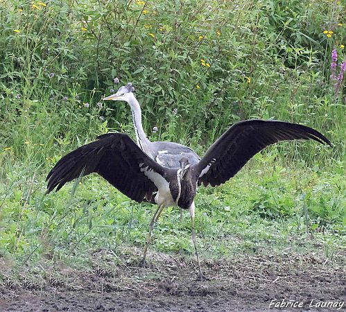 Cigogne noire  - Fabrice Launay