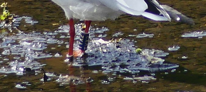 Mouette rieuse  - Yves Le Presse