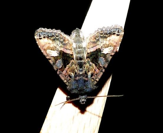 Euplexia lucipara  - Jean-Marie Lambert