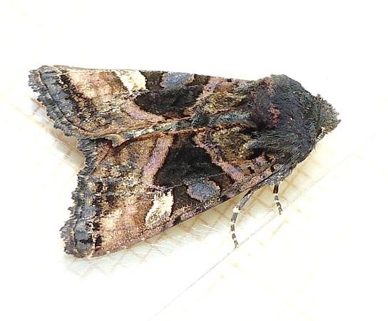 Euplexia lucipara  - Jean-Marie Lambert