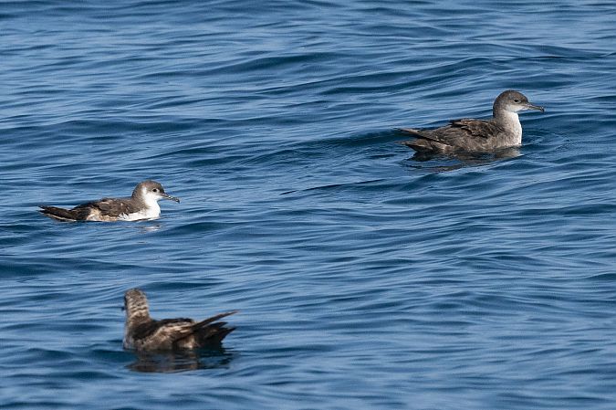 Puffin yelkouan  - Faune Océan
