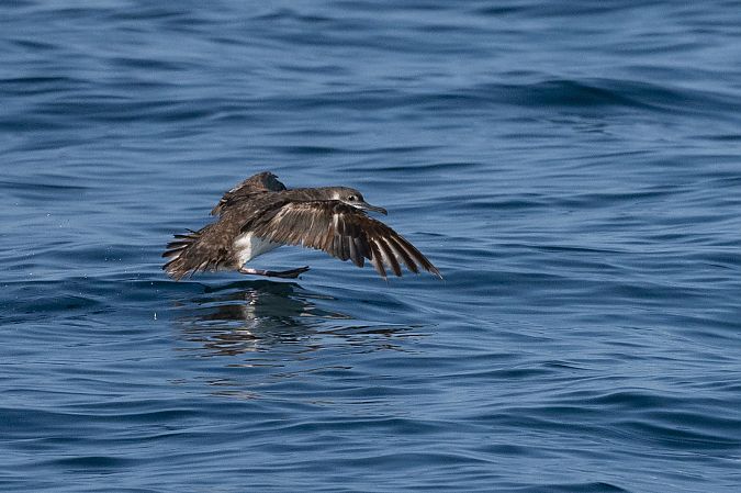 Puffin yelkouan  - Faune Océan