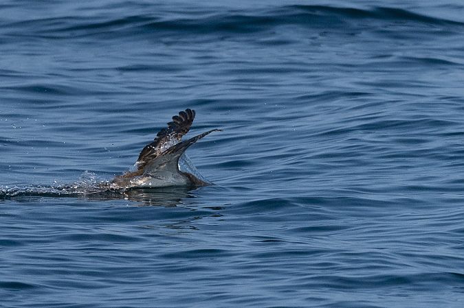 Puffin yelkouan  - Faune Océan