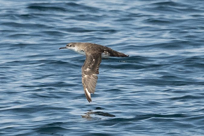 Puffin yelkouan  - Faune Océan
