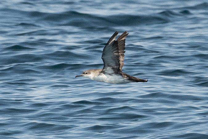 Puffin yelkouan  - Faune Océan