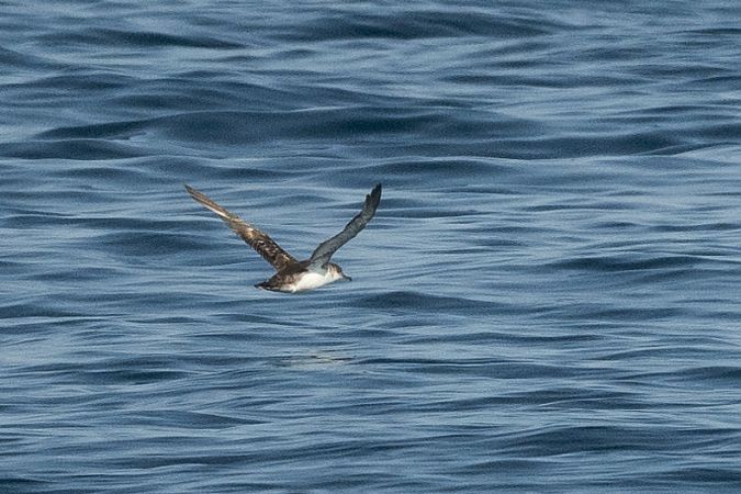 Puffin yelkouan  - Faune Océan