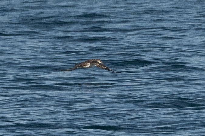 Puffin yelkouan  - Faune Océan