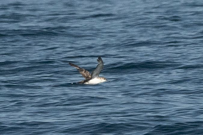 Puffin yelkouan  - Faune Océan