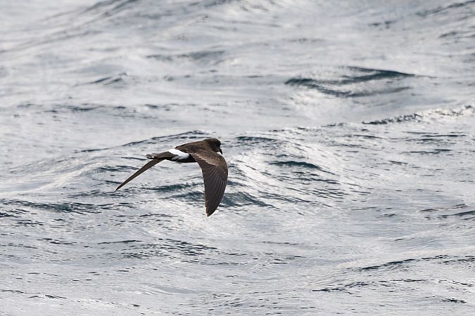 Océanite de Wilson  - Faune Océan