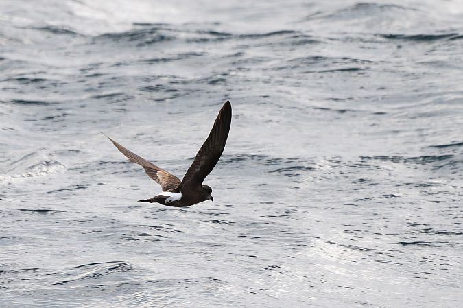 Océanite de Wilson  - Faune Océan