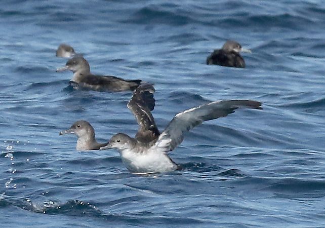 Puffin yelkouan  - Philippe J. Dubois