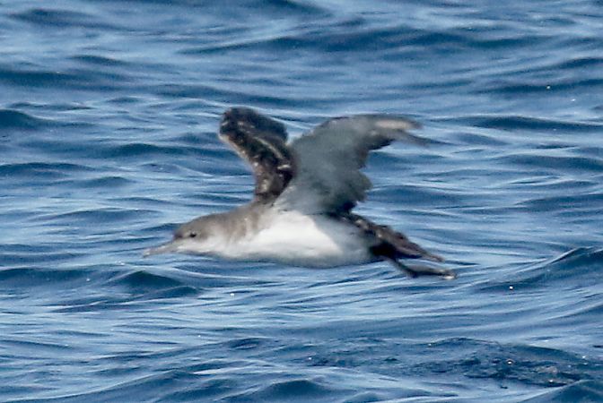 Puffin yelkouan  - Philippe J. Dubois