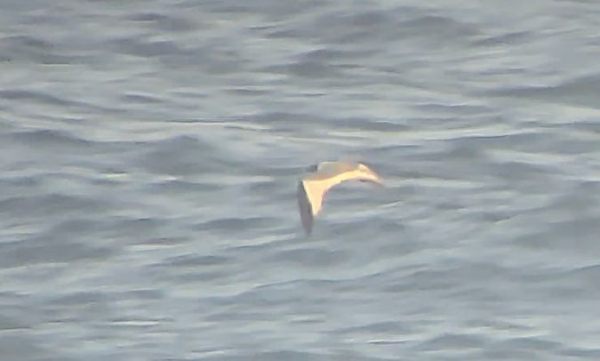 Mouette de Sabine  - Thomas Dagonet