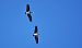 Cigogne noire  - Stanislas Wroza